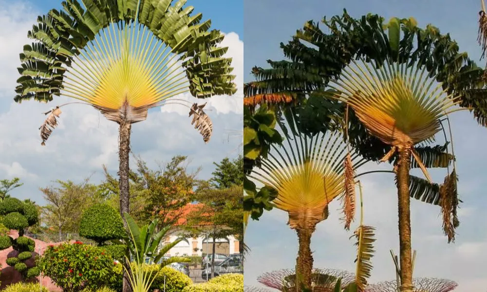 Cây chuối rẻ quạt dễ chăm, có thể phát triển cao lớn với tán lá rộng