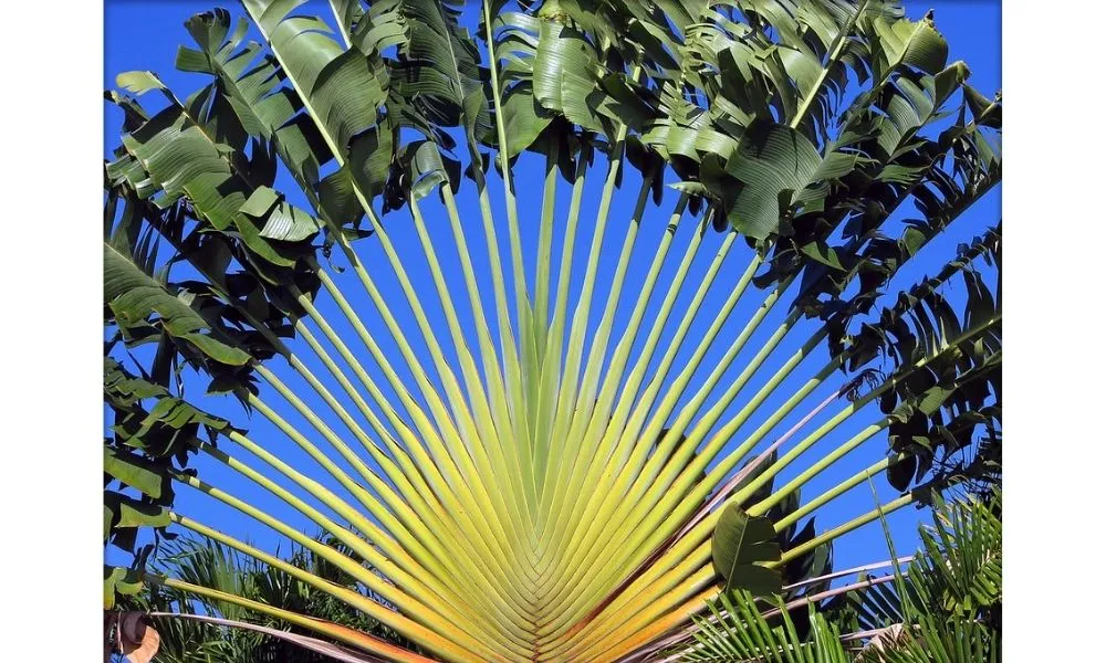 Cây chuối rẻ quạt hay còn được biết đến là cây chuối cọ, chuối quạt