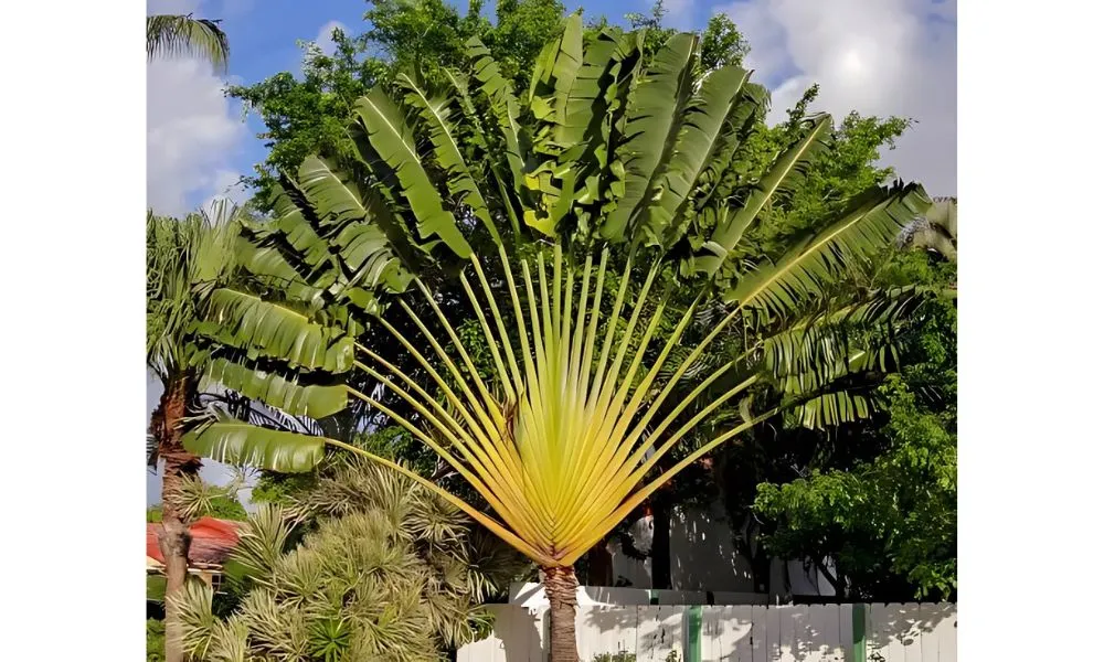 Cây chuối rẻ quạt phù hợp với người có mệnh Hoả và Mộc