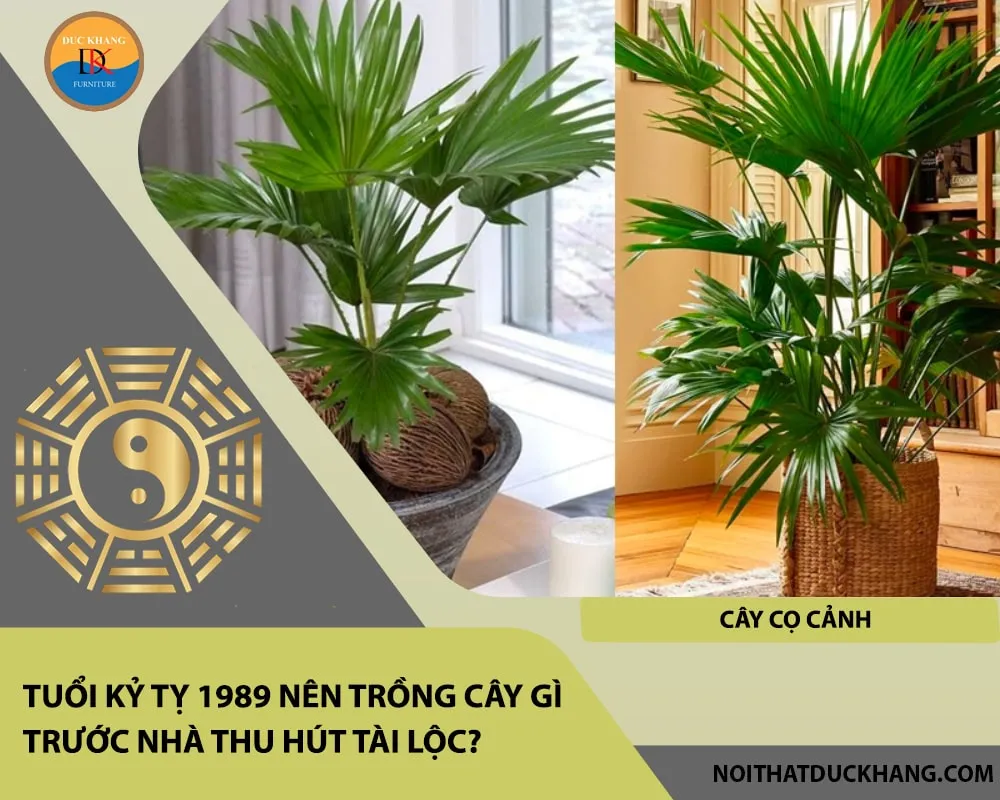 Cây Cọ Cảnh hợp mệnh Mộc Kỷ Tỵ 1989