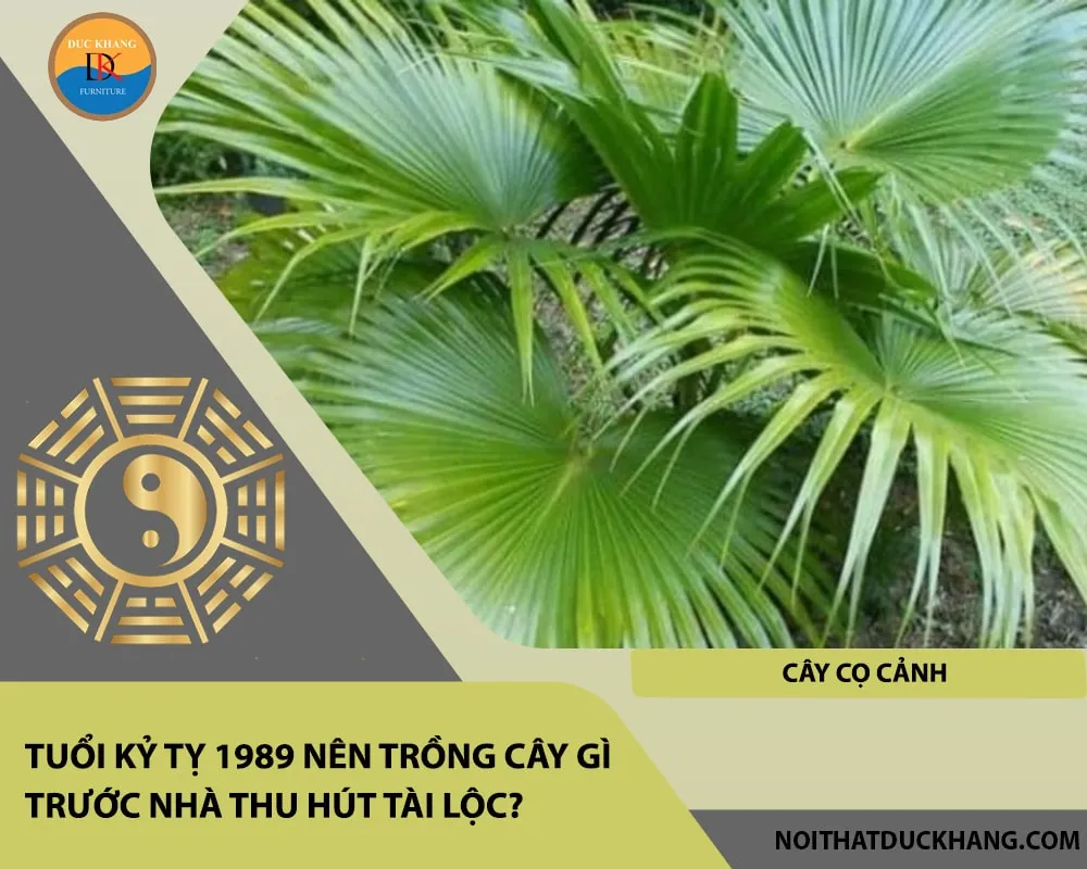 Cây Cọ Cảnh thu hút lộc tài và sự viên mãn cho người Kỷ Tỵ 1989