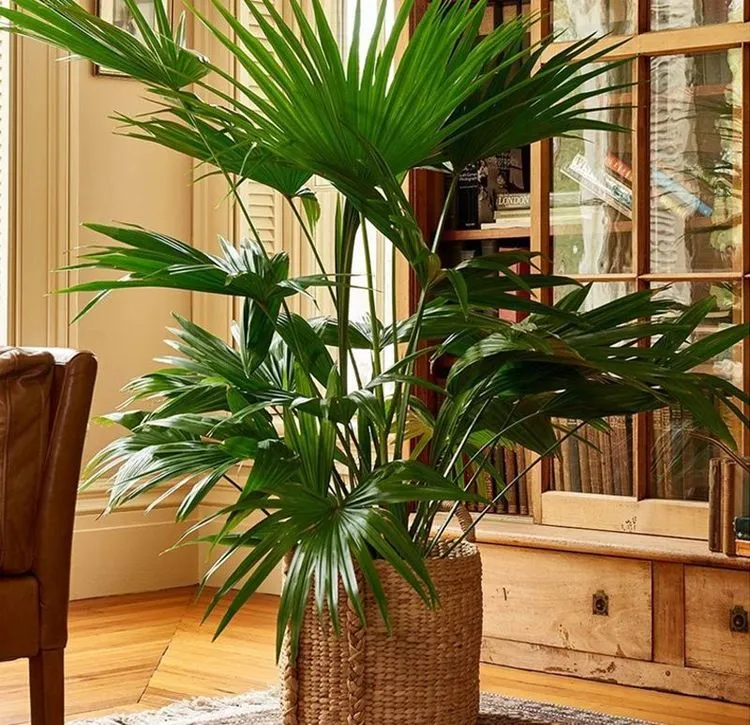Cây Cọ Cảnh với tán lá xòe rộng, được xem là "lá chắn" giúp người mệnh Kim vượt qua khó khăn và thuận lợi trong công việc