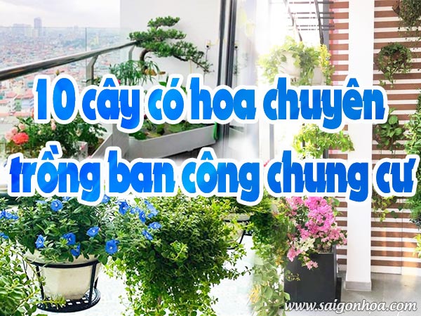 Ban Công Chung Cư Nên Trồng Cây Gì: Hướng Dẫn Chi Tiết Toàn Diện