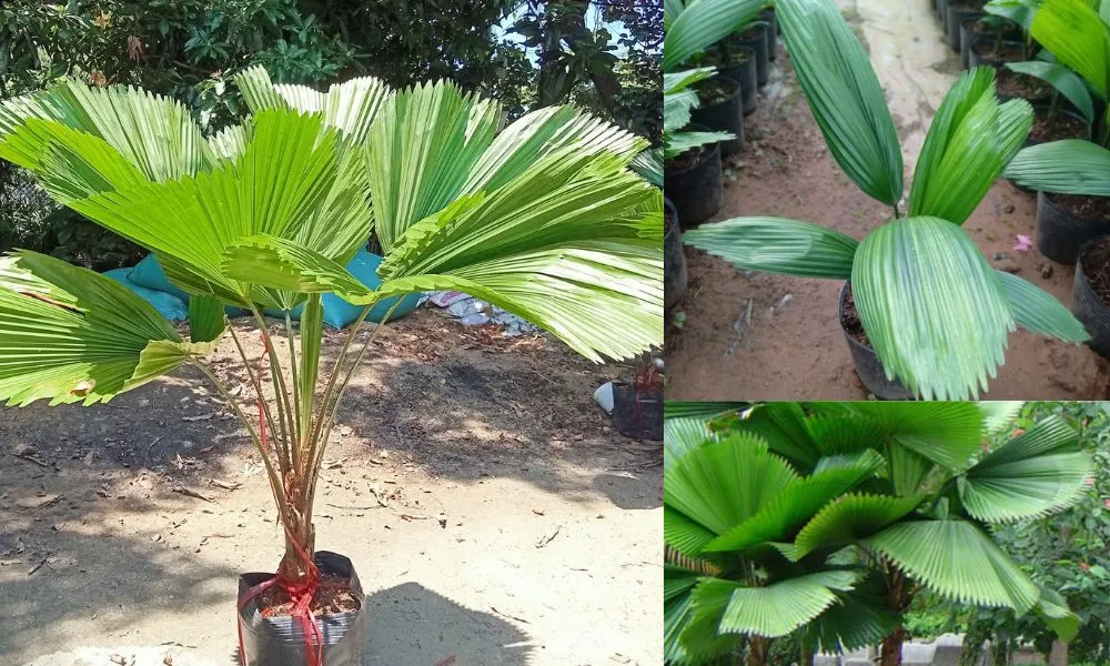 Cây Cọ Nhật biểu tượng cho phú quý, thịnh vượng