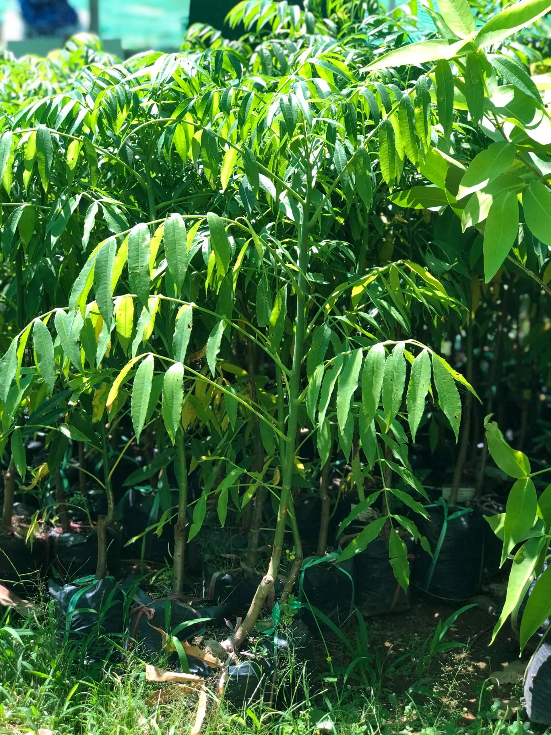 Cây cóc thái đang ra quả non và lá xanh tốt