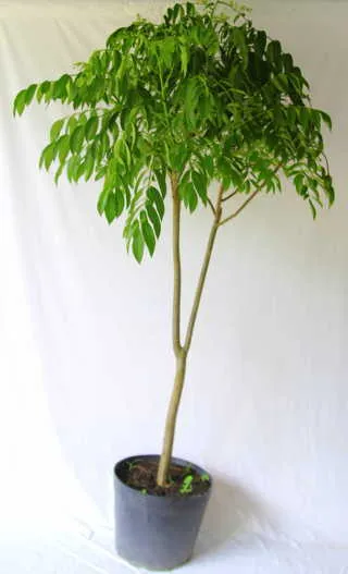 Cây cóc Thái trồng trong chậu