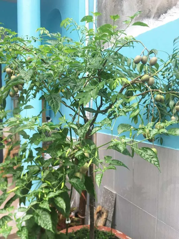 Cây cóc trồng chậu được tỉa cành để ra nhiều trái