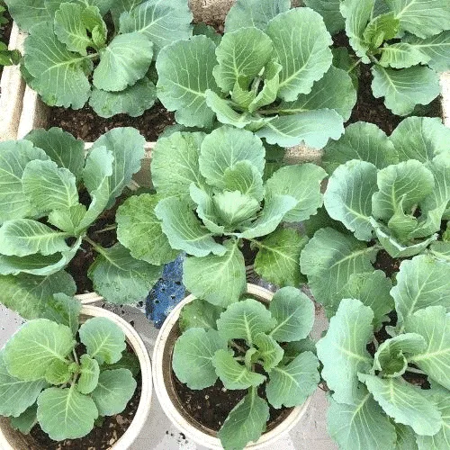 Cây con bắp cải đã sẵn sàng để cấy trồng vào chậu lớn hơn