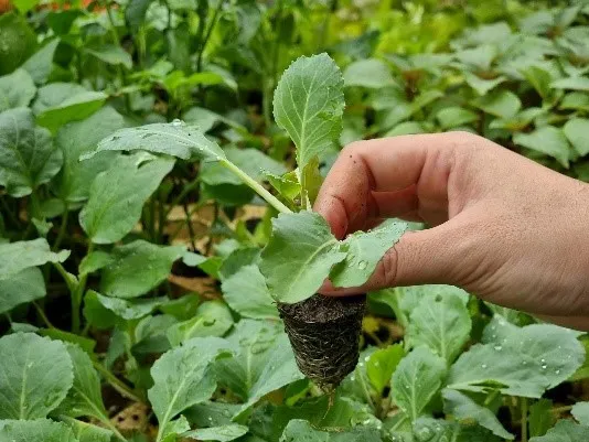 Cây con bắp cải được ươm trong khay xốp