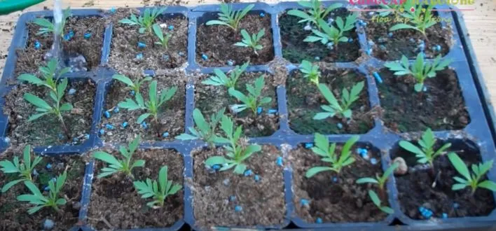 Cây con của vạn thọ thái lùn