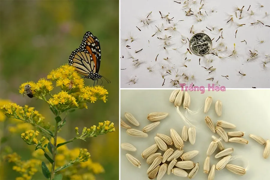 Cây con hoa hoàng anh nảy mầm khỏe mạnh và cần ánh sáng để phát triển