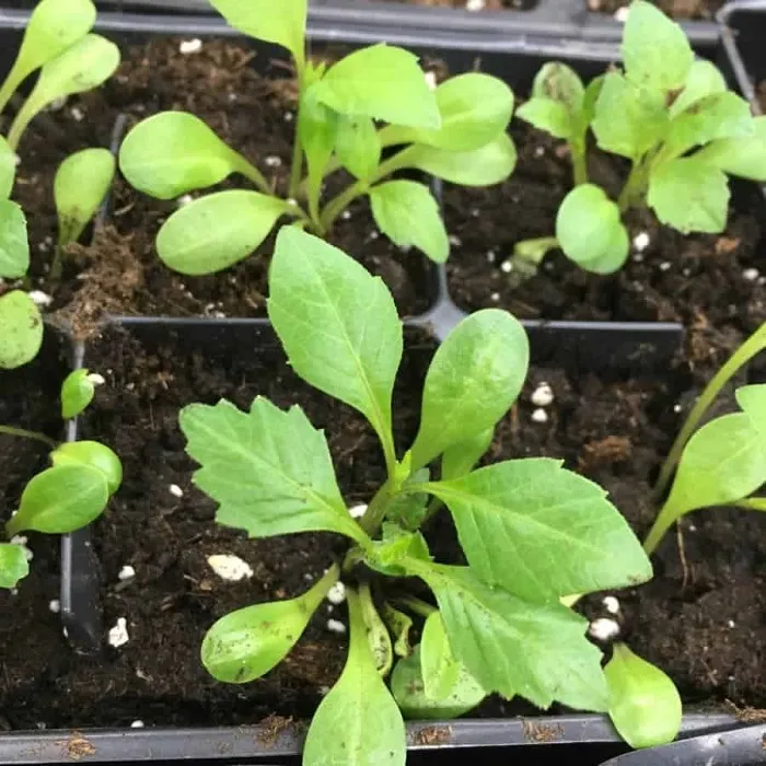 Cây con hoa thược dược nảy mầm sau 7-10 ngày gieo hạt