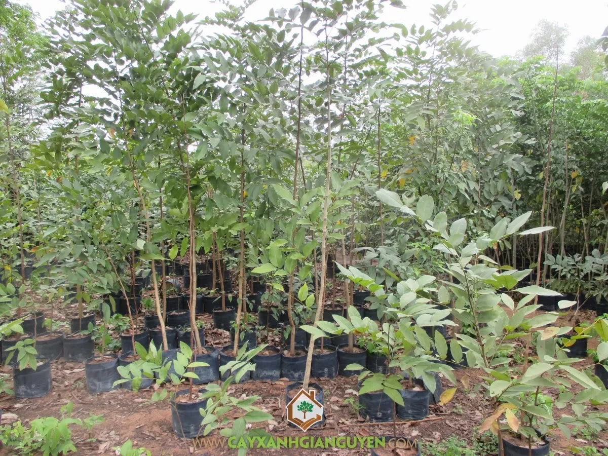 Cây con Osaka Vàng trong bầu ươm, chuẩn bị cho kỹ thuật nhân giống và trồng cây osaka vàng