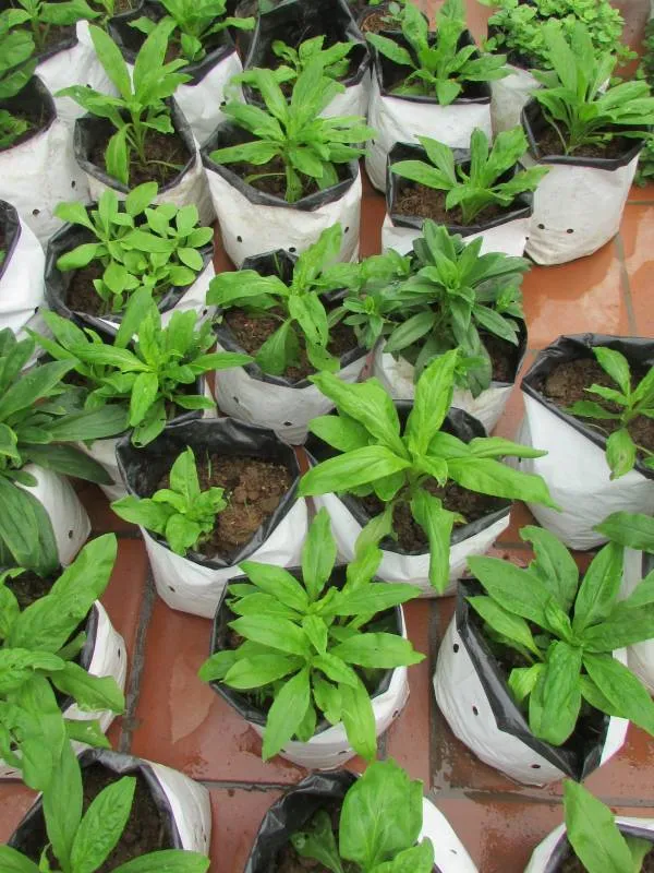 Cây cúc bất tử đã trưởng thành, tán lá xanh tốt và đang chuẩn bị ra hoa rộ