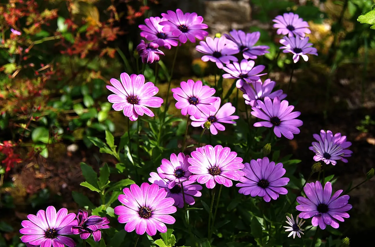 Cây Cúc Châu Phi con sau giai đoạn chuyển chậu, bắt đầu phát triển khỏe mạnh để ra hoa