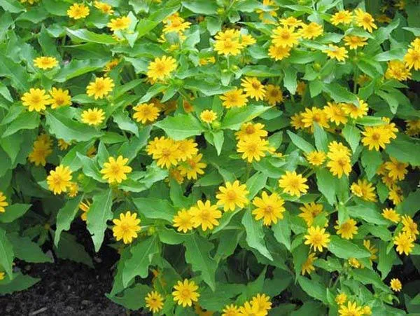 Cây cúc dại được trồng thành hàng, cho thấy vẻ đẹp của loại cây dễ trồng