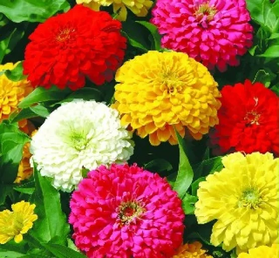 Cây Cúc Lá Nhám cánh kép đang phát triển khỏe mạnh sau khi gieo