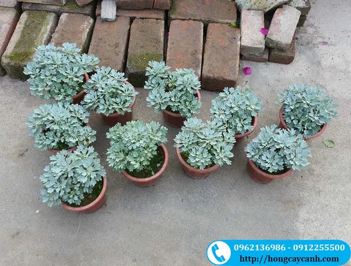 Cây cúc mốc nhỏ tuổi, thích hợp cho người mới bắt đầu học cách trồng cây cúc mốc