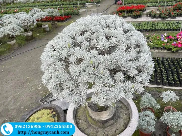 Cây cúc mốc tạo dáng bonsai tán tròn, hình mẫu lý tưởng cho cách trồng cây cúc mốc kiểng