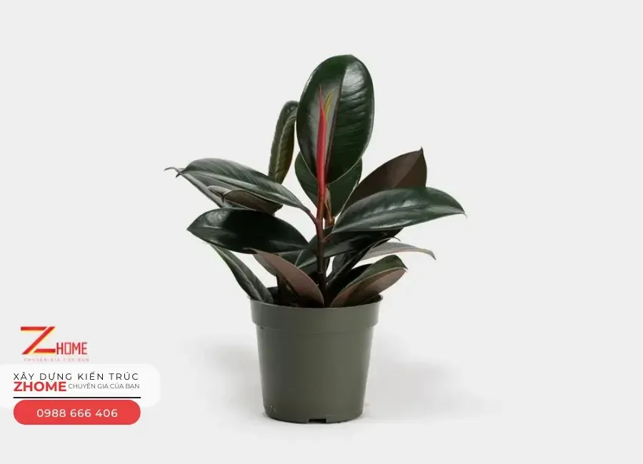 Cây Đa Búp Đỏ lá dày, gân đỏ, biểu tượng của sự trường tồn và che chở gia đạo