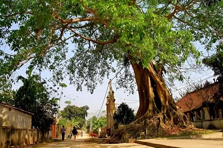 Cây đa có rễ lớn và tán rậm, không nên trồng gần cửa chính ngôi nhà