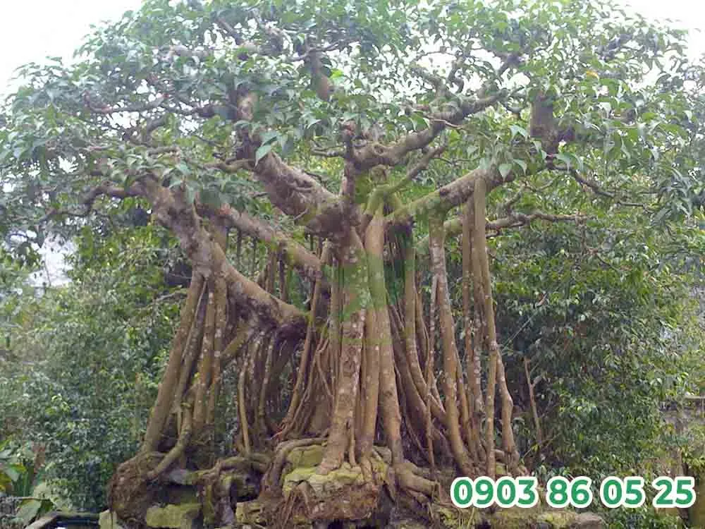 Cây đa có thể thu hút linh hồn quỷ dữ và tích tụ âm khí