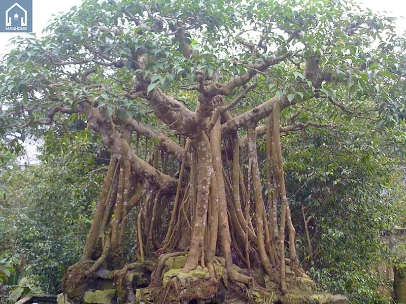 Cây đa không thích hợp trồng trước nhà do rễ lớn và tính âm mạnh