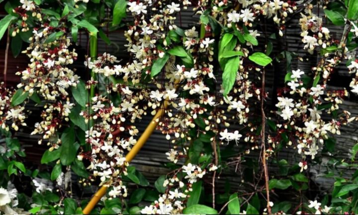 Cách Trồng Và Chăm Sóc Cây Dạ Ngọc Minh Châu Chuẩn Chuyên Gia