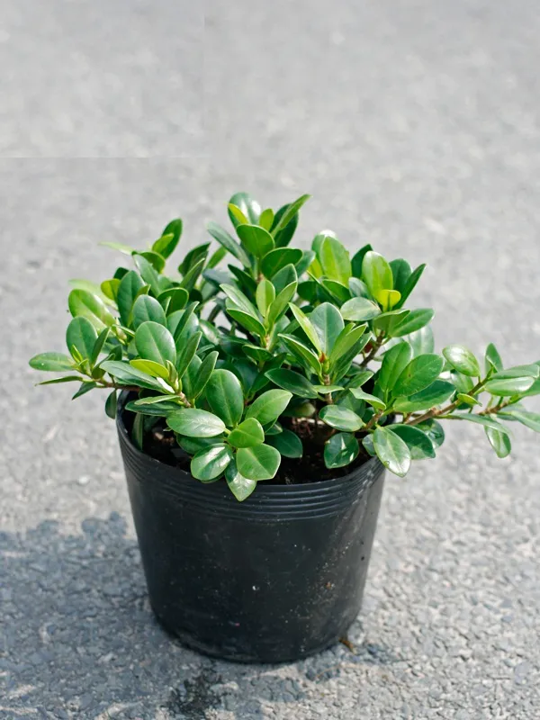 Cây Da Nhật bonsai được tạo dáng nghệ thuật, minh họa kỹ thuật chăm sóc cây da nhật