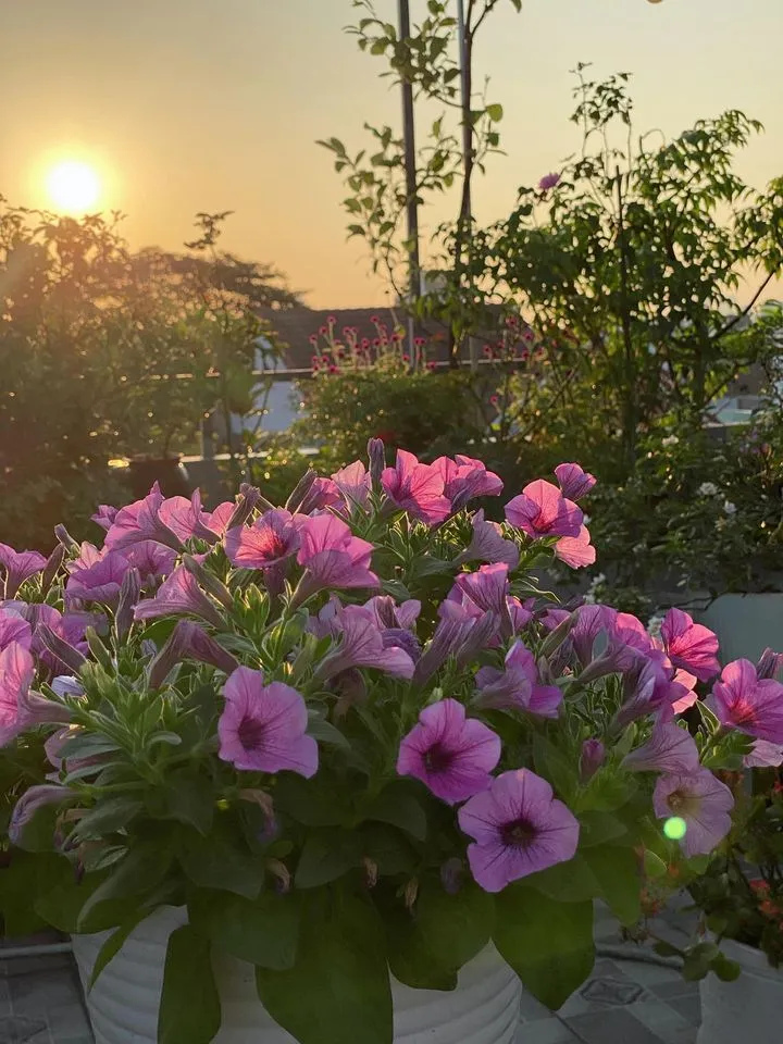 Cây dạ yến thảo được sử dụng làm quà tặng, bày tỏ tình cảm nhẹ nhàng, tinh tế