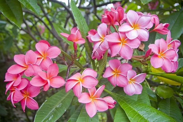 Cây đại hoa đỏ có ý nghĩa phong thủy rất tốt, cây tượng trưng cho uy nghiêm, mạnh mẽ và kiên cường vượt qua khó khăn. Màu hoa đỏ mang lại nhiều may mắn và hạnh phúc cho gia chủ.