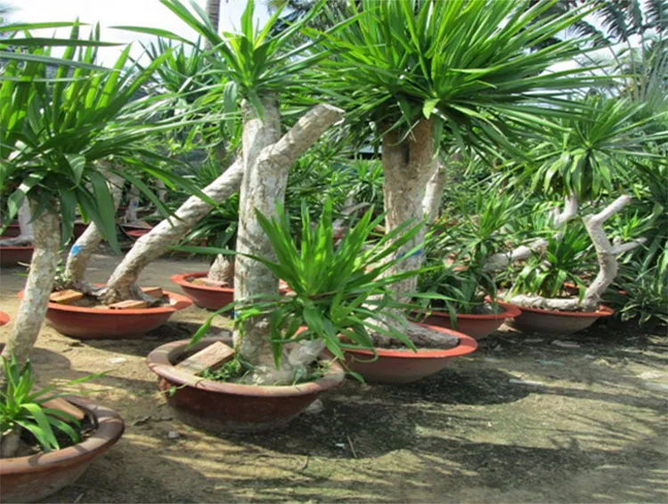 Cây Đại Lộc hay Phát Tài, là cây trồng biệt thự mang lại điềm may về tiền bạc và công danh