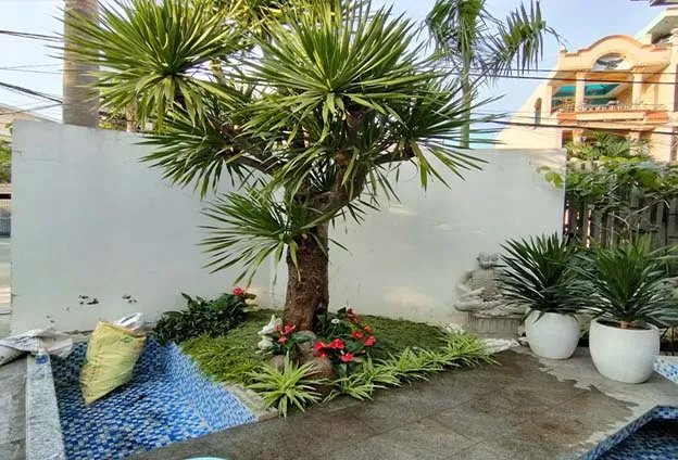 Cây Đại Lộc là ví dụ về loại cây nên trồng trước nhà để thu hút tài lộc