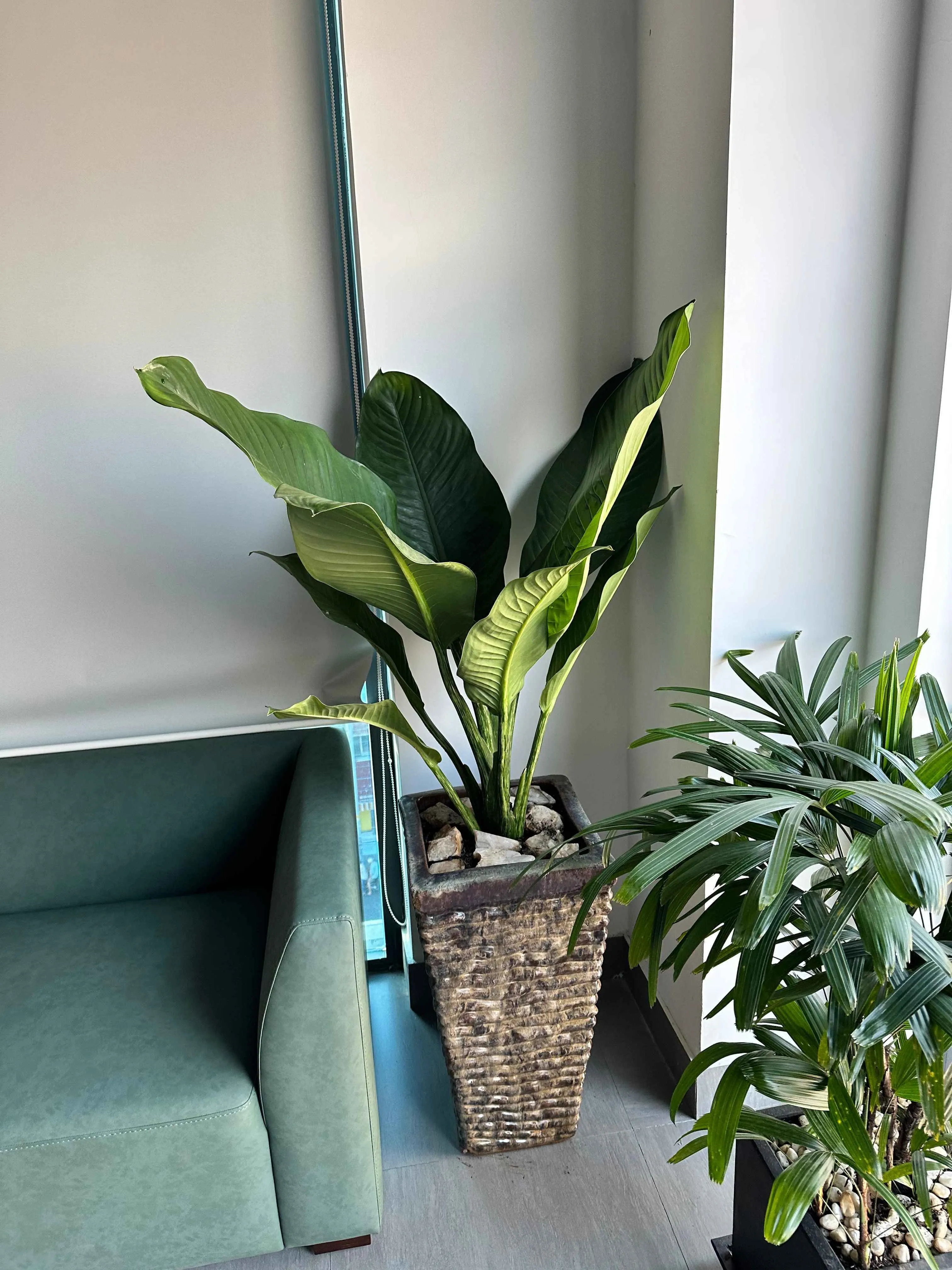 Cây Đại Phú Gia tươi tốt trong chậu sứ, thể hiện sự thịnh vượng