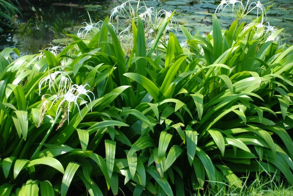 Cây Đại Tướng Quân - Dược liệu quý trong y học cổ truyền và hiện đại