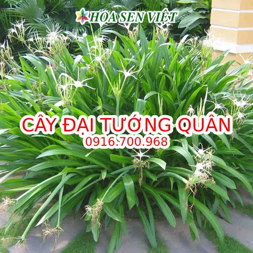 Cây Đại Tướng Quân trồng trong chậu cảnh và ngoài đất đều cần chế độ chăm sóc hợp lý