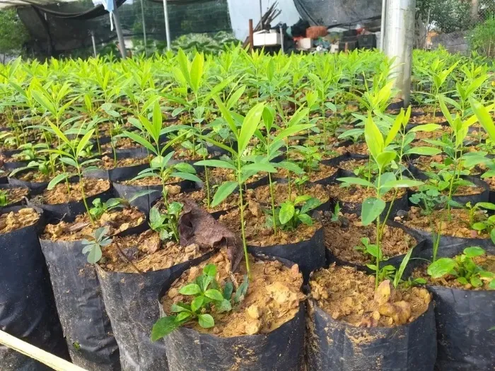 cây đàn hương trắng ấn độ giống