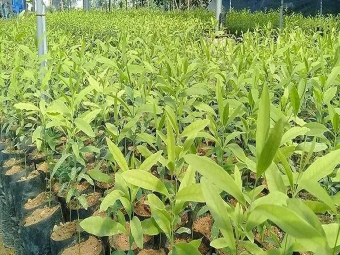 cây đàn hương trắng ấn độ