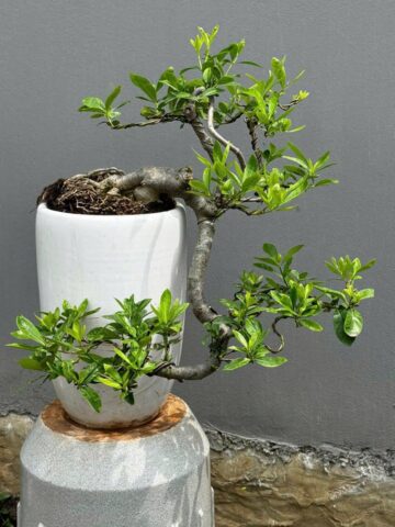 Cách Trồng Cây Hoa Dành Dành Toàn Diện Từ Chăm Sóc Đến Tạo Dáng Bonsai