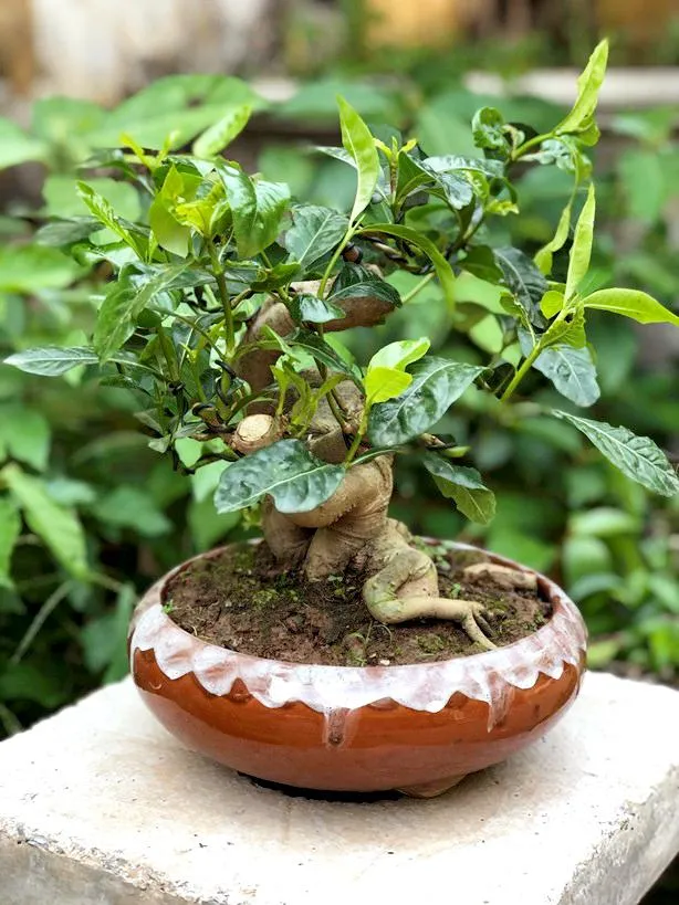 Cây dành dành được tạo dáng bonsai, chứng minh tiềm năng nghệ thuật của loài cây này
