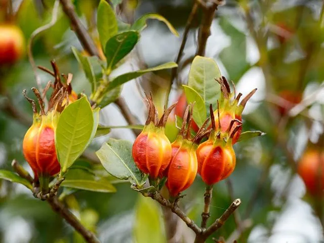 Cây dành dành núi (Chi tử) được sử dụng rộng rãi trong y học cổ truyền để thanh nhiệt giải độc