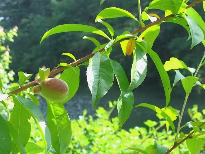 Cây đào tiên Nhật Bản cảnh quan sau khi được tạo dáng