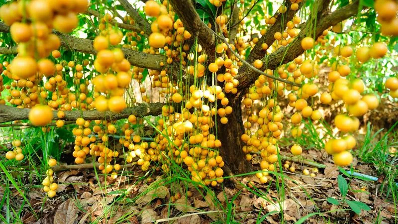 Cây dâu da (Baccaurea sapida) thân gỗ nhỏ