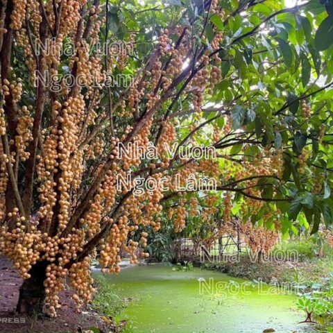 Cách Trồng Cây Dâu Da Đất: Kỹ Thuật Toàn Diện Từ A Đến Z