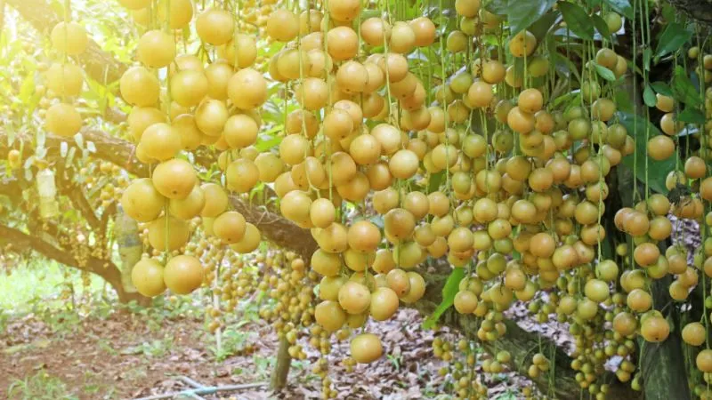 Cây dâu da trưởng thành với tán lá xanh tươi dưới ánh nắng