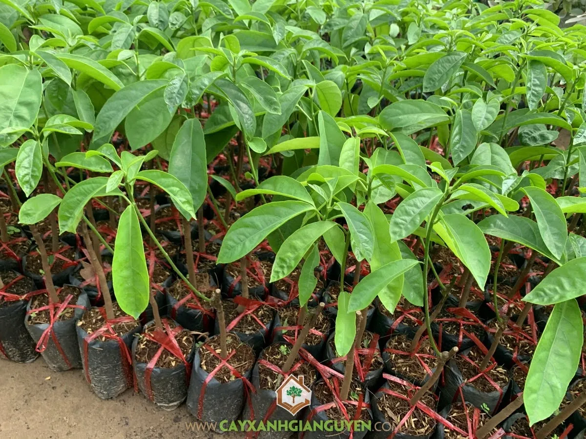 Cây Dâu Da Xanh trưởng thành với tán lá xanh rậm rạp, minh họa cho việc áp dụng cách chăm sóc cây dâu da xanh