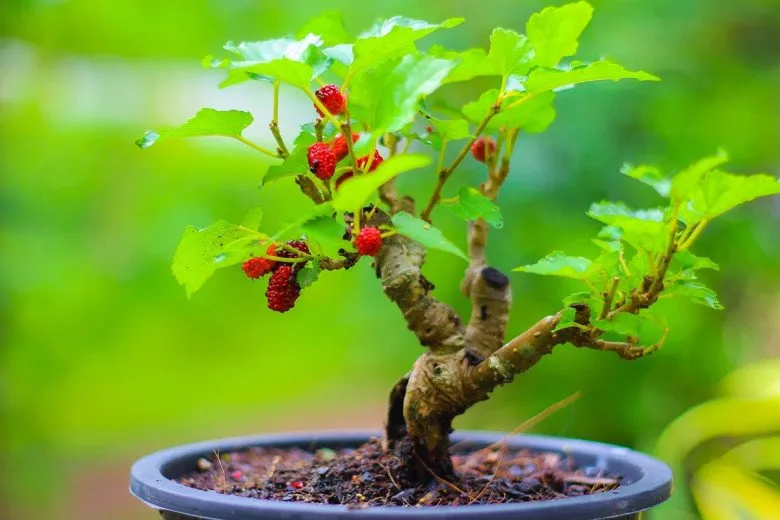 Cây dâu tằm được tạo dáng bonsai nghệ thuật, thể hiện giá trị cảnh quan cao