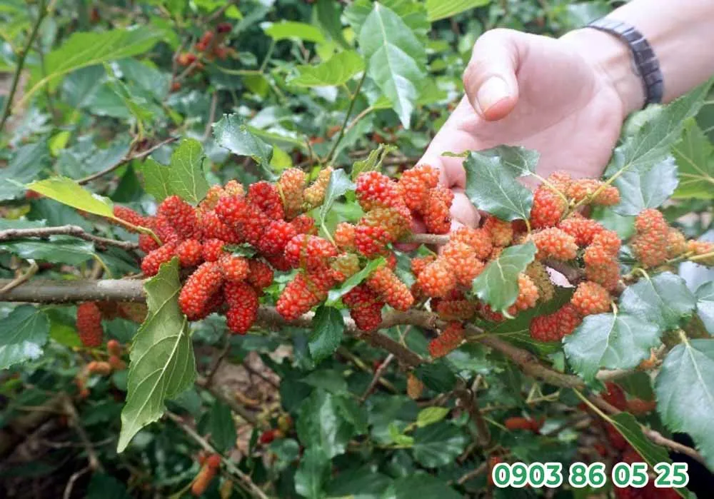 Cây dâu tằm trong tiếng Hán nghĩa là “tang” và bị kiêng kỵ