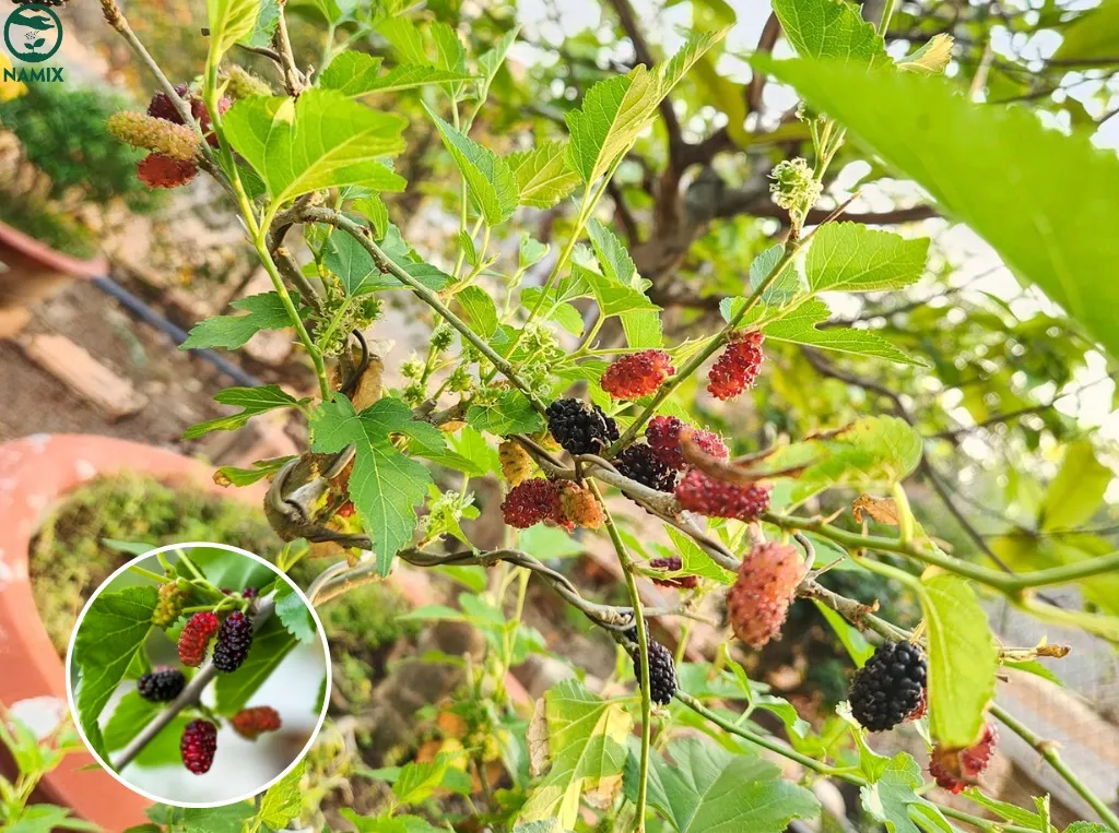 Cây dâu tằm trồng trong chậu