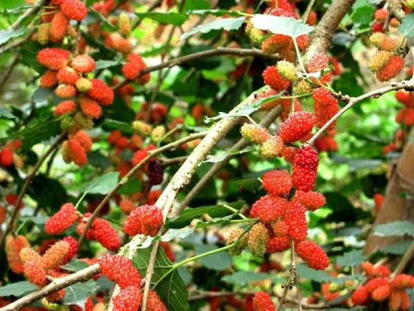 Cây Dâu Tằm với giá trị y học cao nhưng bị kiêng kỵ vì tên gọi Hán Việt gần với "Tang"